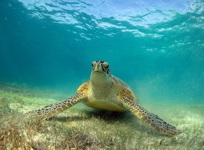 Snorkelling with Turtles and Cenote Swim in Riviera Maya