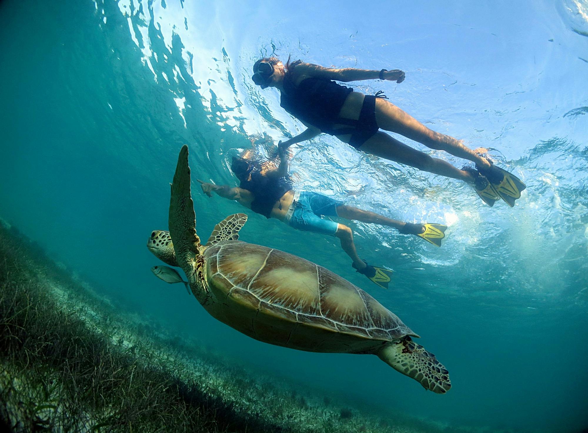 Riviera Maya Snorkel with Turtles