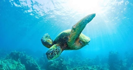 Turtle snorkel in Waikiki