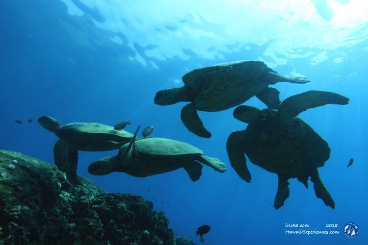 Turtle snorkel in Waikiki
