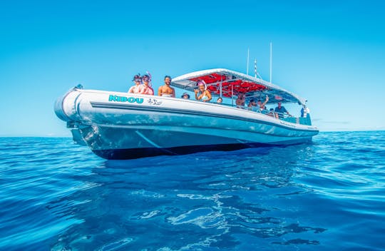 Dolphin watch and reef-snorkel in Oahu