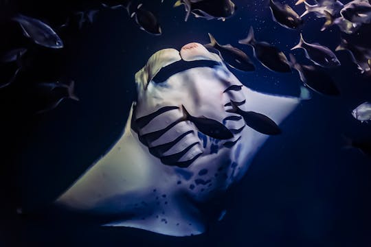 Sunset Manta Ray snorkel experience