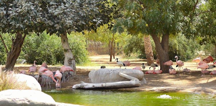 Safari tour in Al Ain Zoo