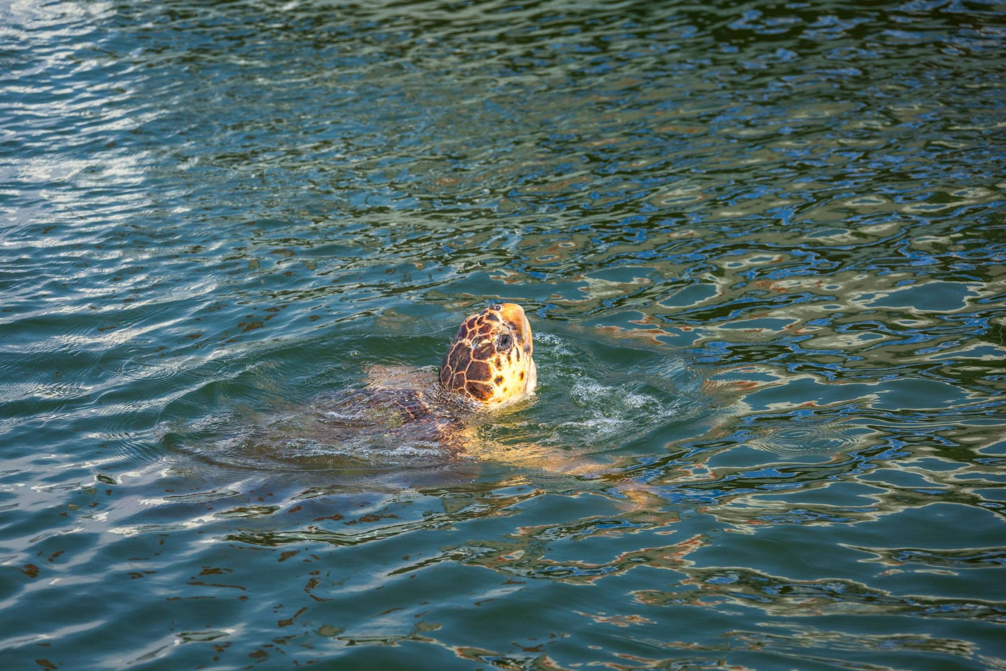 River Dalyan Turtle Watching Tour with transport