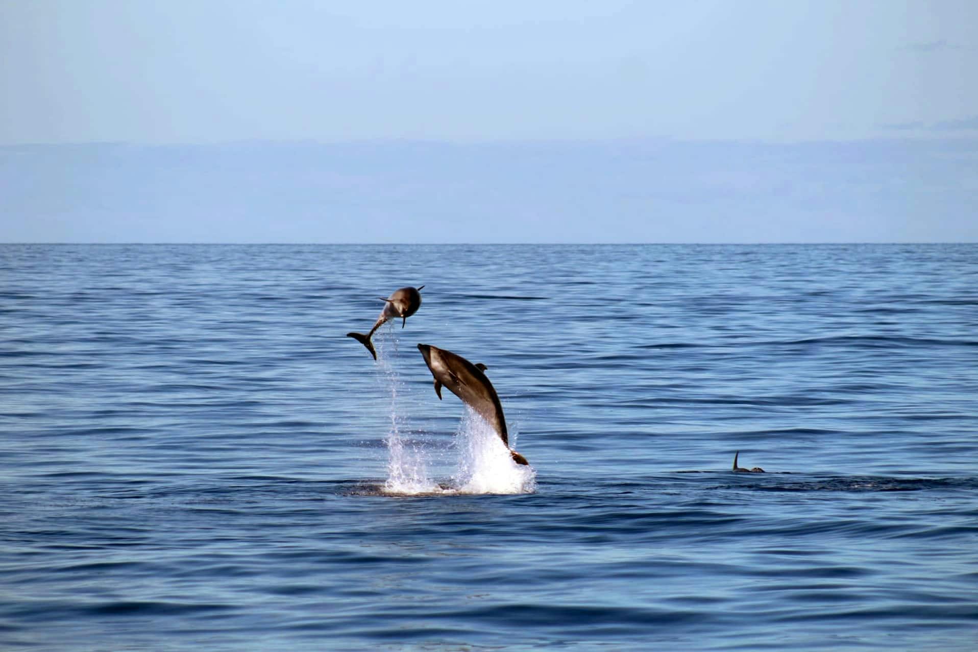 Living Sea Dolphin and Whale Watching Boat Trip