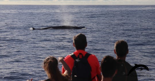 Flipper tour with whale watching & visit of the new lava delta