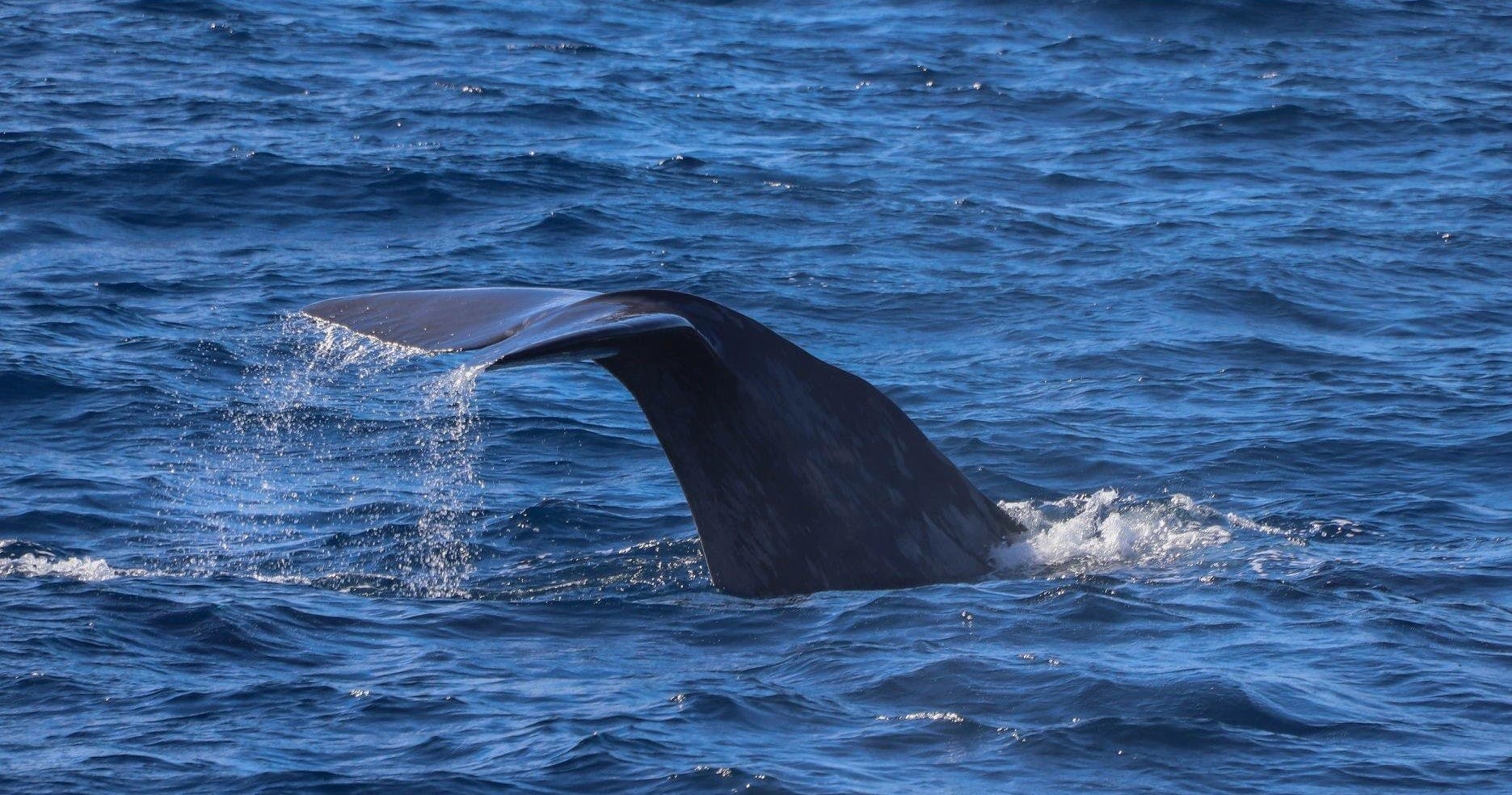 fareharbor-oceanexplorer|239416-452274