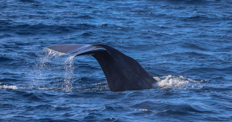 Flipper tour with whale watching & visit of the new lava delta