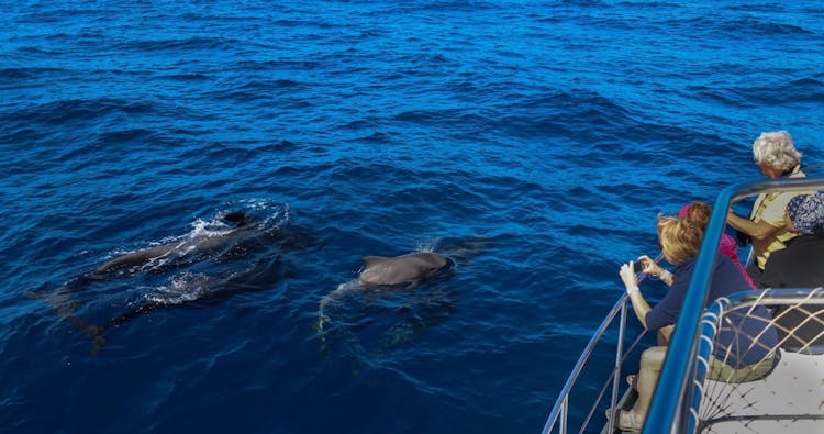 Flipper tour with whale watching & visit of the new lava delta