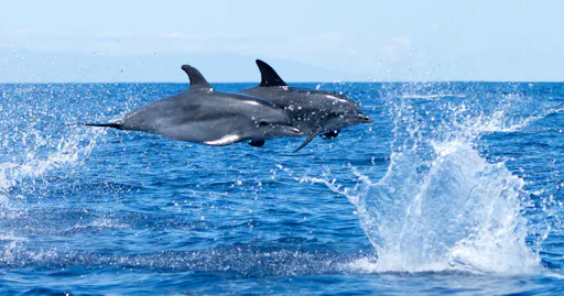 fareharbor-oceanexplorer|239416-452279