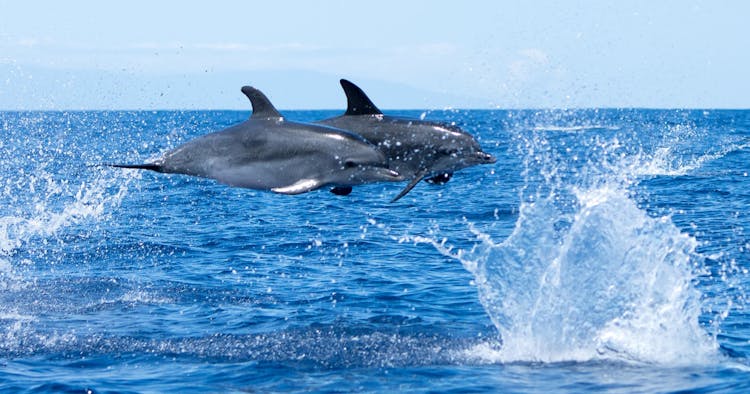 Flipper tour with whale watching & visit of the new lava delta