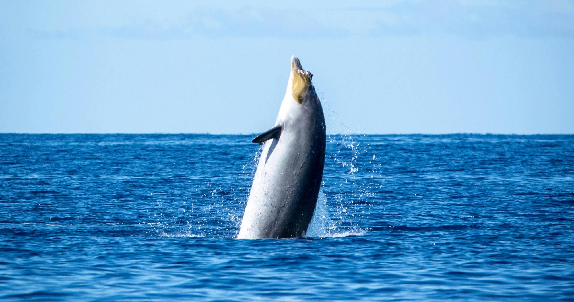 fareharbor-oceanexplorer|239416-452280