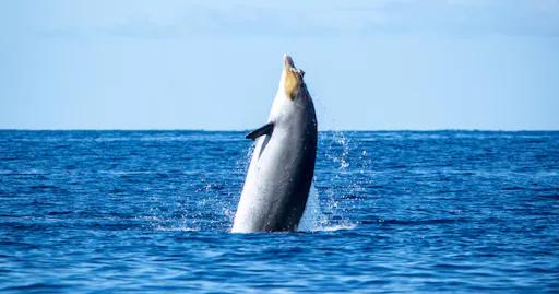 fareharbor-oceanexplorer|239416-452280