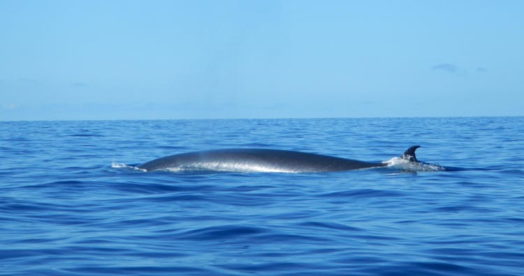 Flipper tour with whale watching & visit of the new lava delta