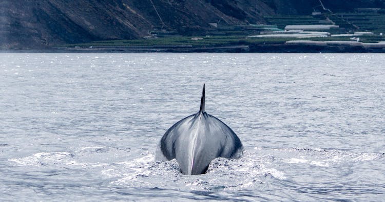 Flipper tour with whale watching & visit of the new lava delta