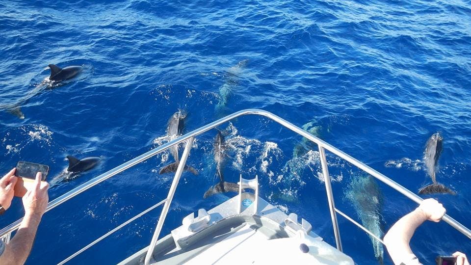 fareharbor-oceanexplorer|239416-614211