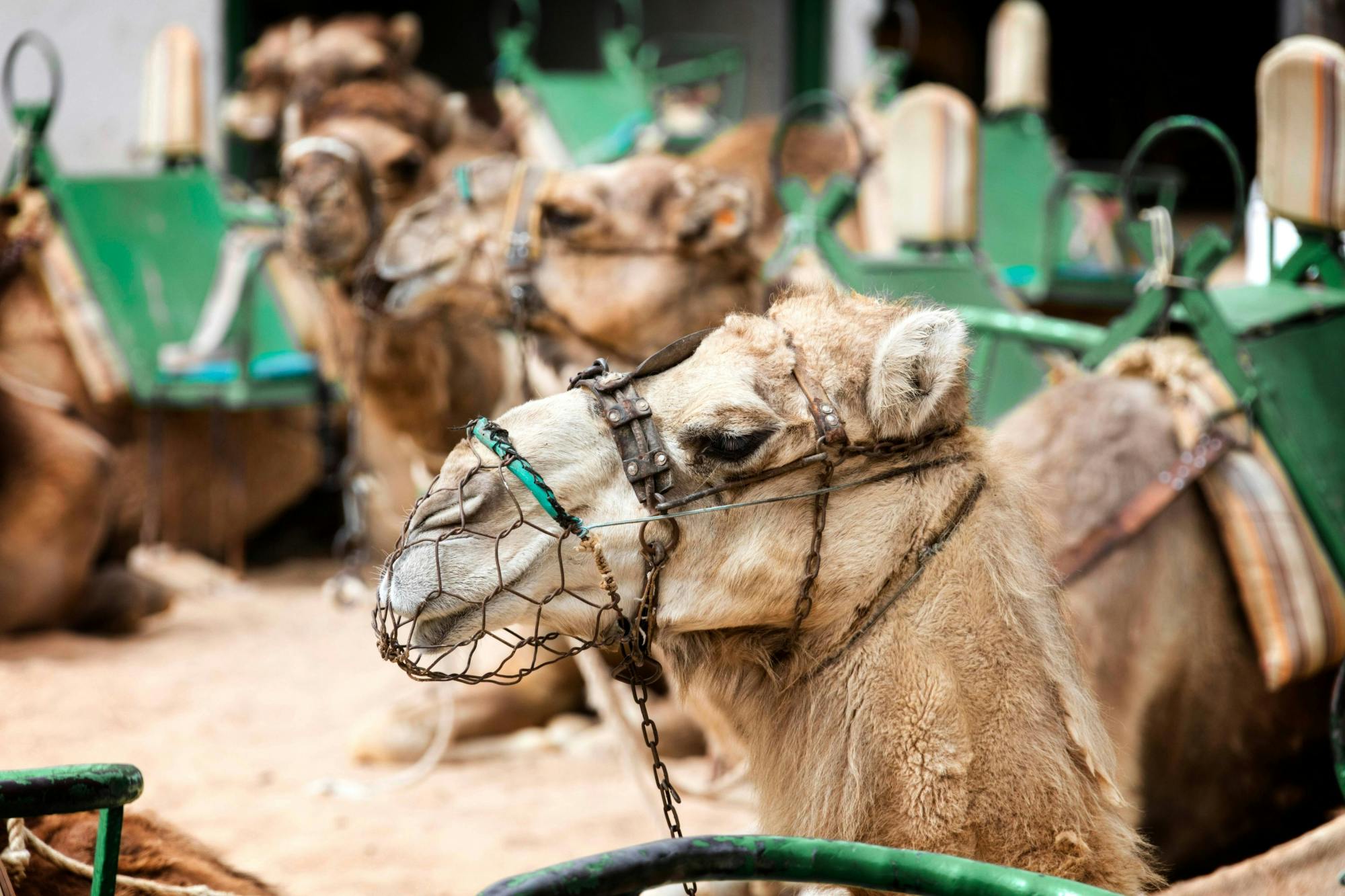 Maspalomas camel tour