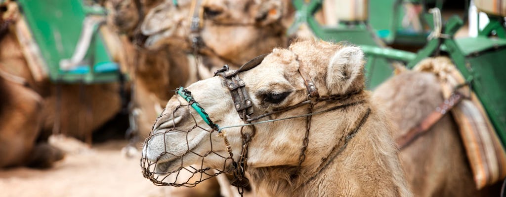 Visite de Maspalomas à dos de chameau