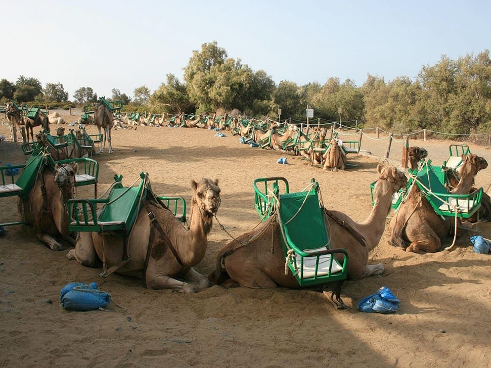 Maspalomas Camel Tour