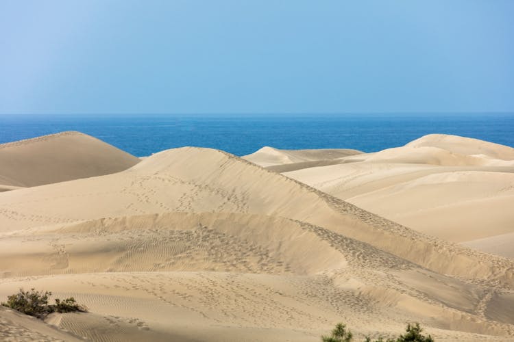 Maspalomas Camel Tour