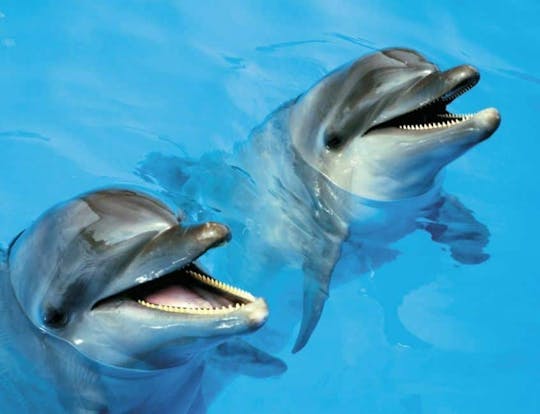 Dolphin Emotions - Ticket