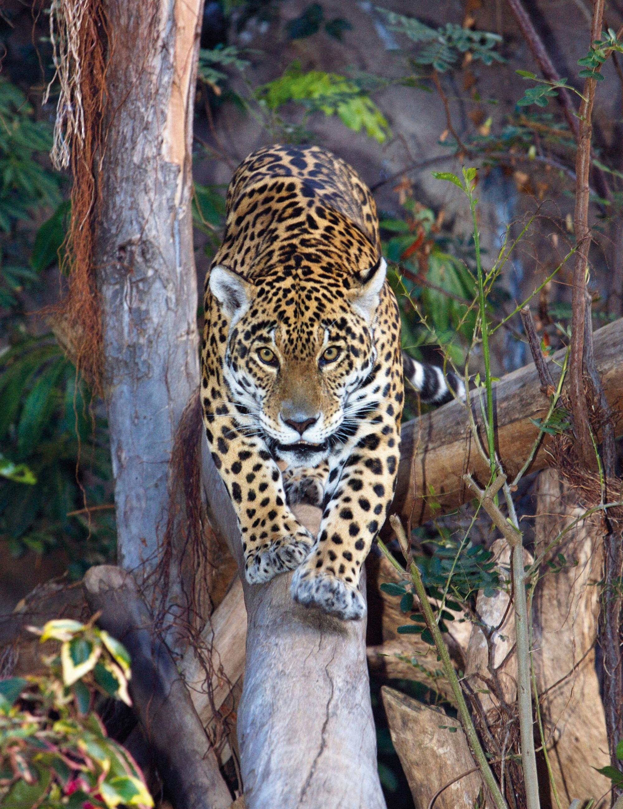 Exclusieve Loro Parque of Puerto de la Cruz Retour Transfer