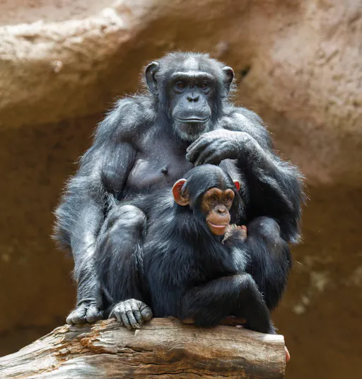 Loro Parque – Transfer from the South