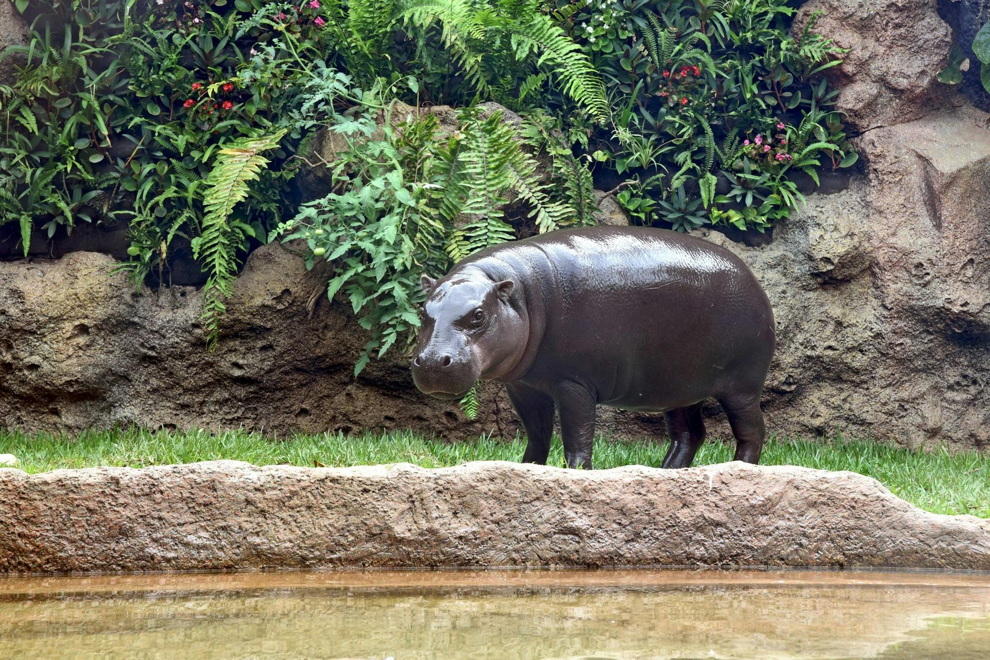 Loro Parque – Transfer from the South