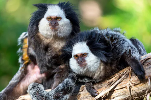 Loro Parque – Transfer from the South