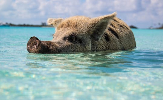 Wycieczka po Grand Bahama z opcjonalną wizytą w Pig Beach