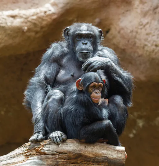 Loro Parque – Transfer from the South