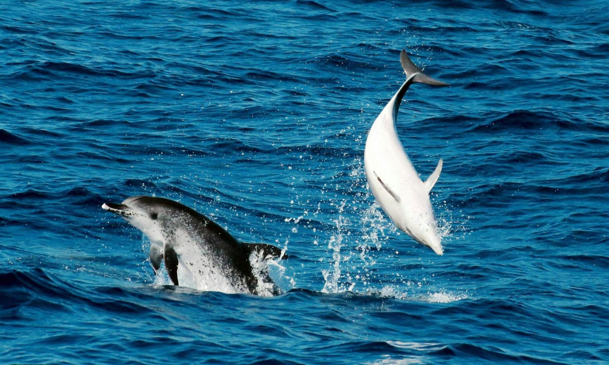 Observation des baleines et dauphins en mer à Corralejo