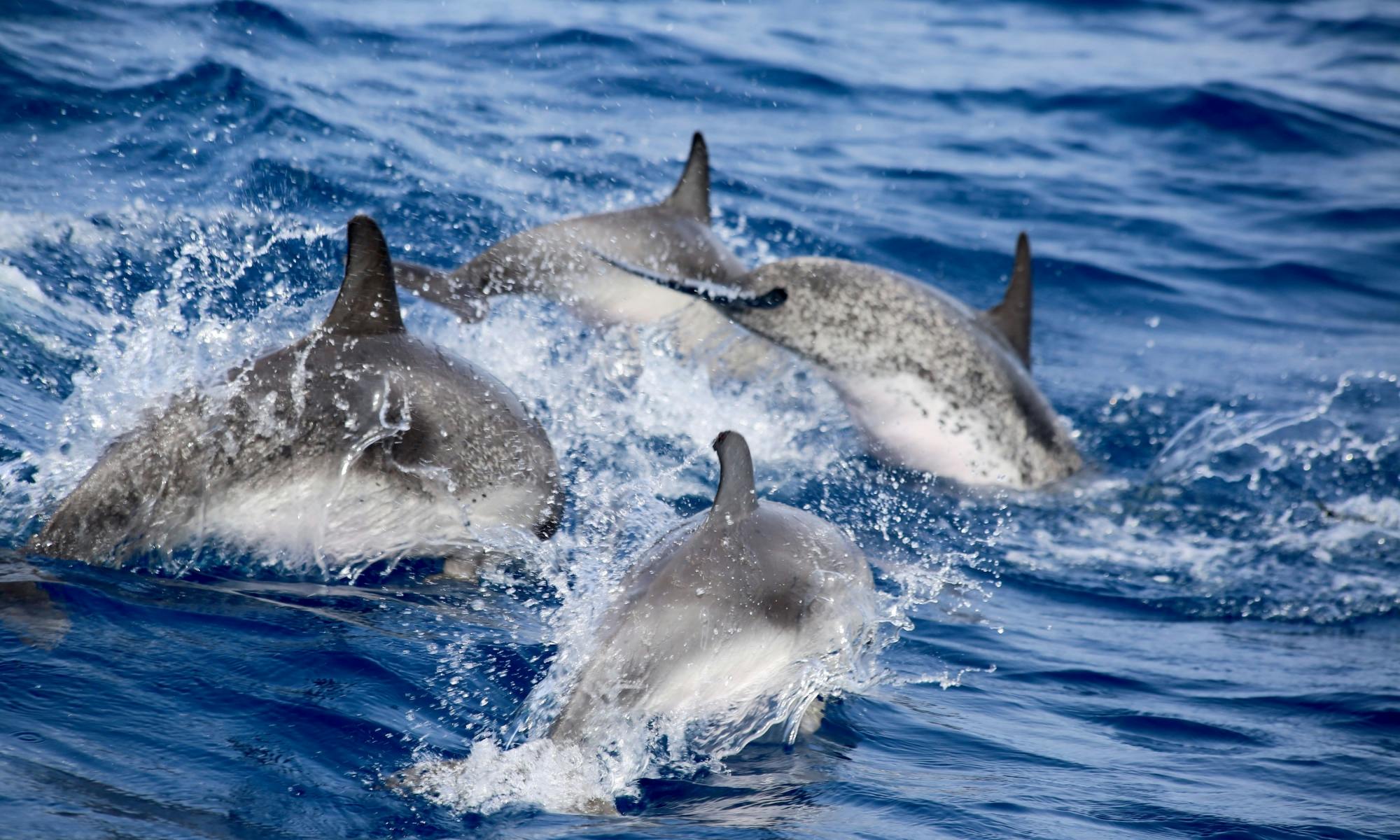 Whale & Dolphin Watching Corralejo