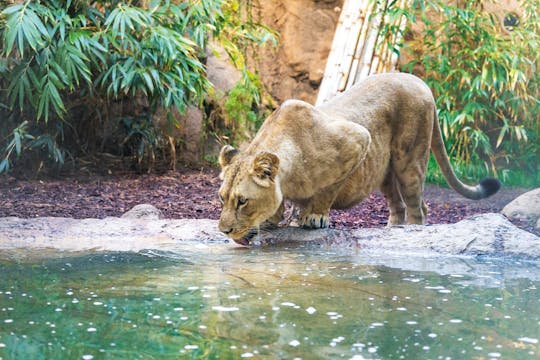 Eintrittskarten für den Loro Parque Diamond