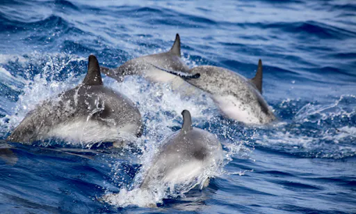 Whale & Dolphin Watching Corralejo