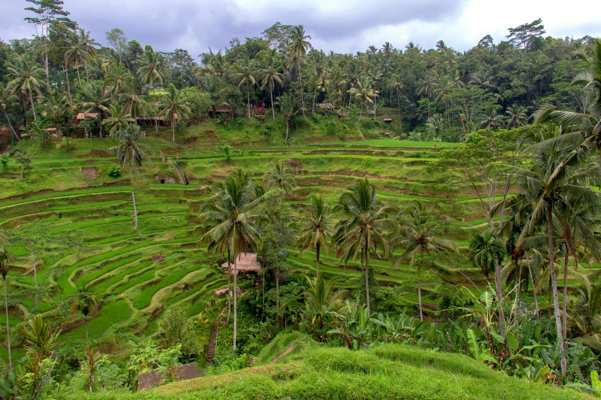 Ancients Relics of Ubud From Semarang Private Tour