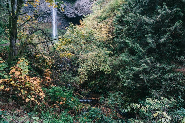 Afternoon half-day to Multnomah Falls and River Gorge Waterfalls