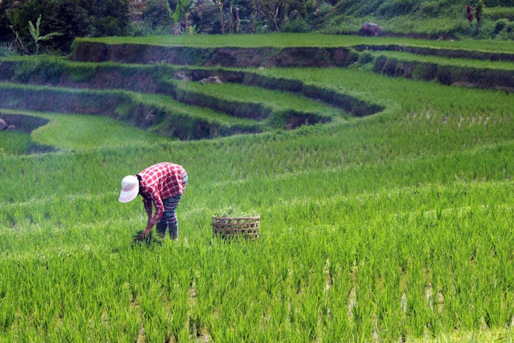 Bali Rural Life Scene Private tour