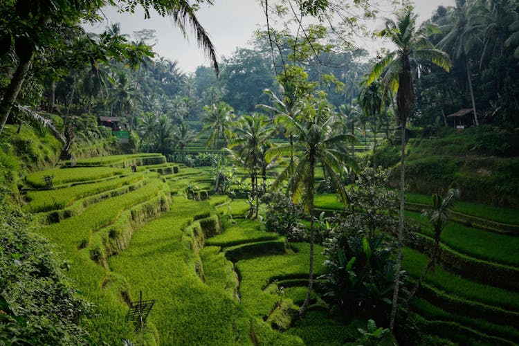 Surface of Ubud Private Tour