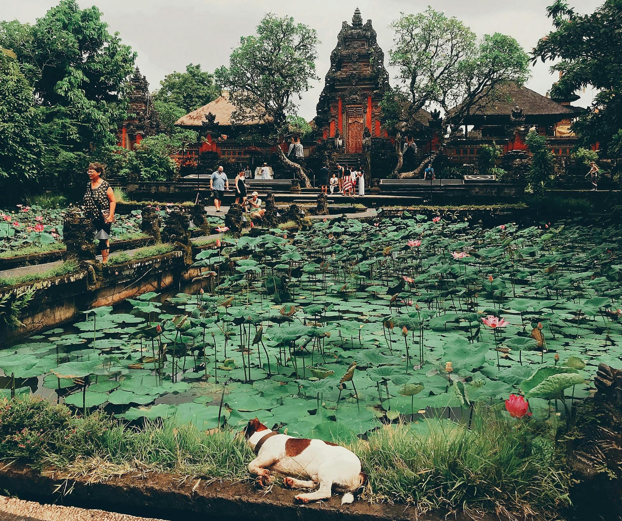 Surface of Ubud Private Tour