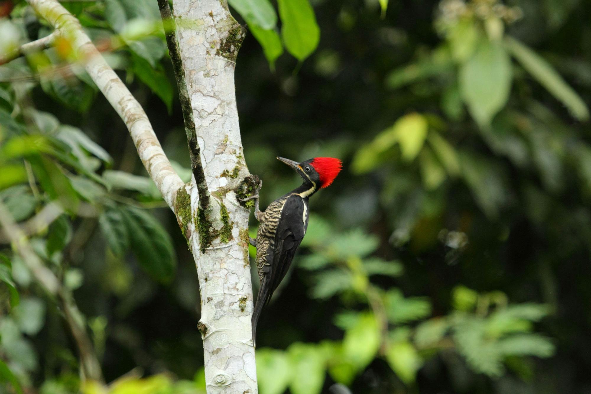 La Fortuna Waterfall Hike