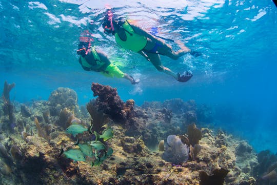 Excursion d'une journée à Key West et aventure de plongée en apnée