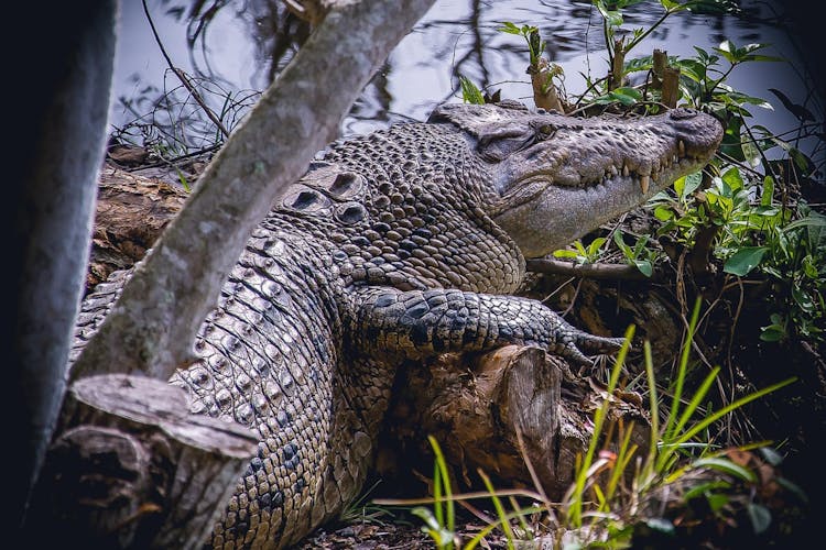 Everglades Safari Parkına Giriş Biletləri Bilet - 1