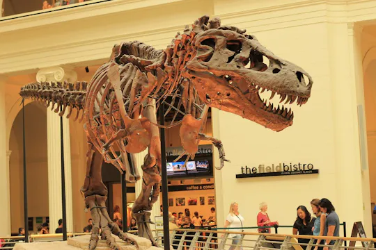 Tickets und Audiotour zum Field Museum of Natural History