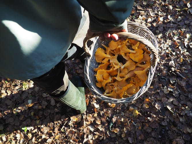 Mushroom hunting