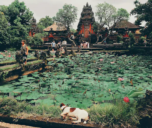 Surface of Ubud Private Tour