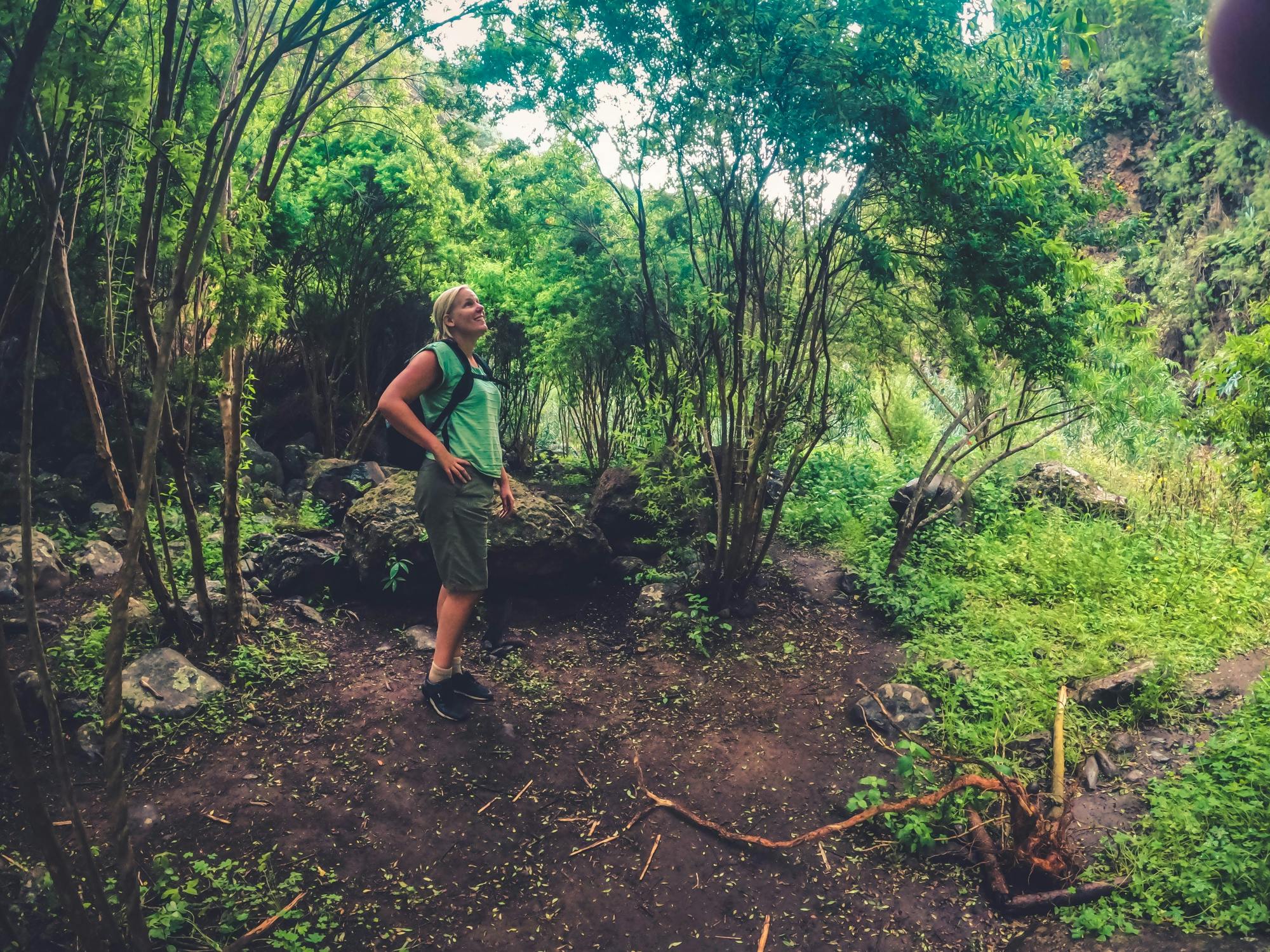 Full-day hiking experience in the rainforest