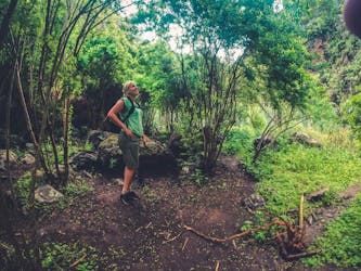 Full-day hiking experience in the rainforest