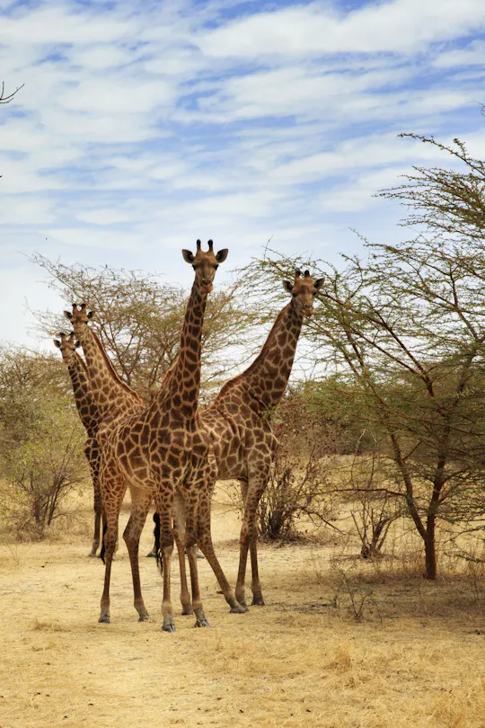 Bandia halve dag safari vanuit Saly of Somone