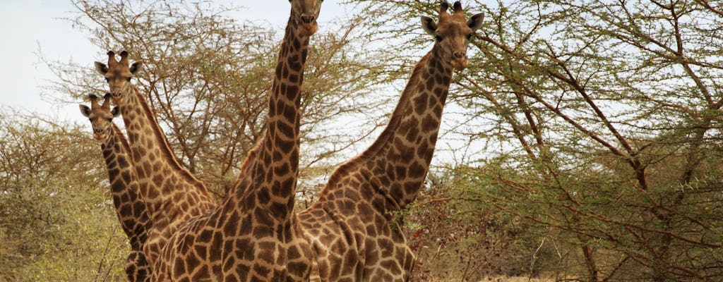 Halbtägige Bandia-Safari ab Saly oder Somone